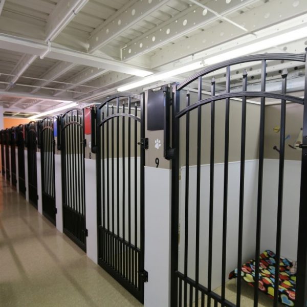 Aluminum Walk Gates at Dog Boarding Kennel