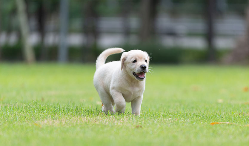 dog proof fences