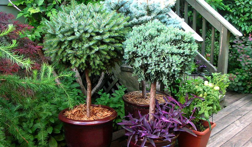 tall potted plants for outdoor privacy 