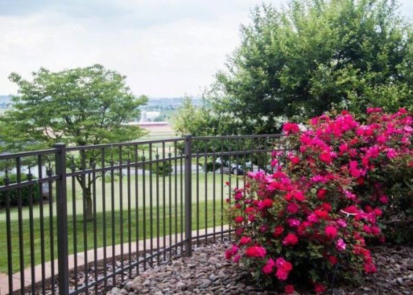 aluminum fence around flowering plant in residential area
